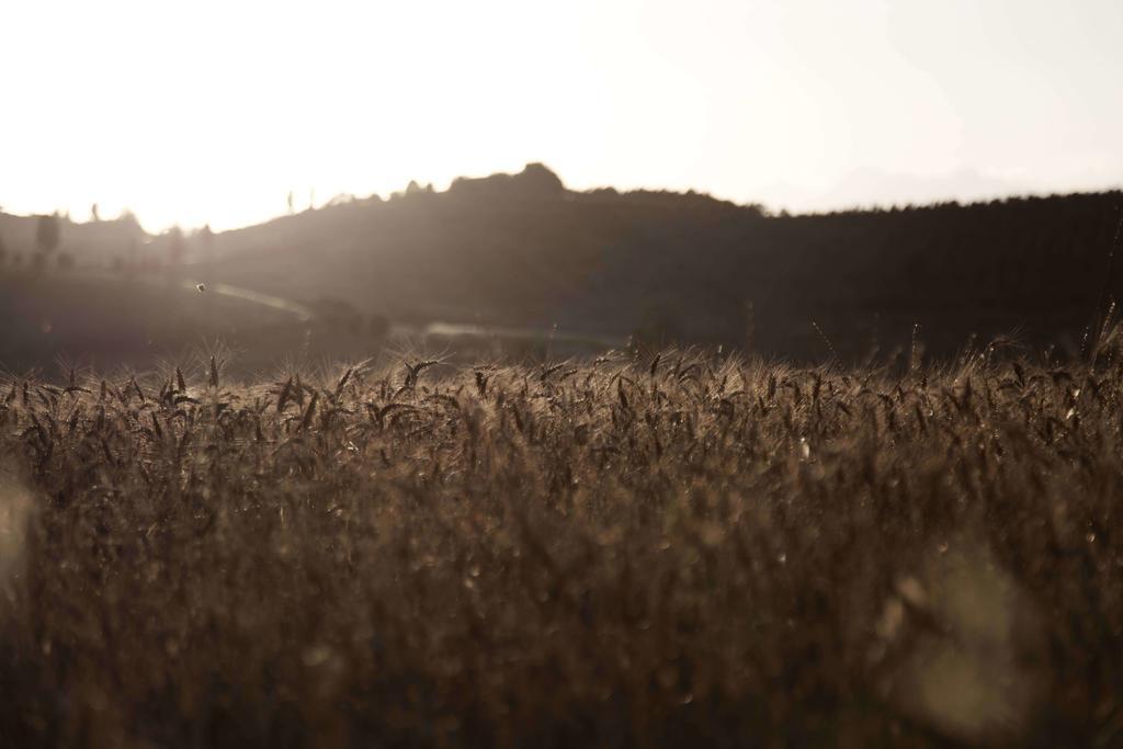 체레토구이디 Tenuta Di Colle Alberti Agriturismo 빌라 외부 사진